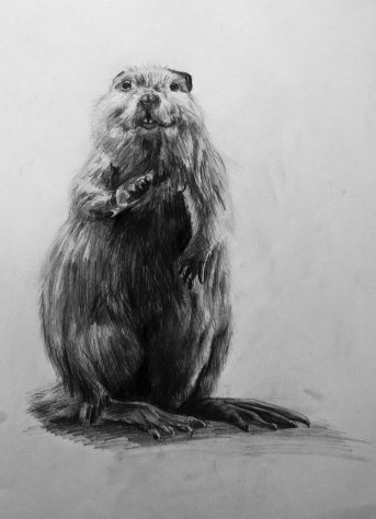 Beaver