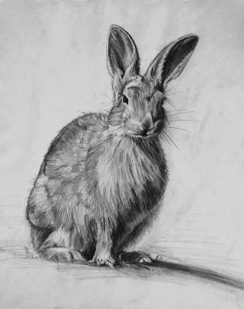 Hare