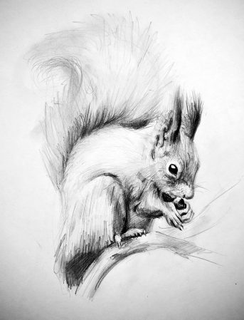 Squirrel