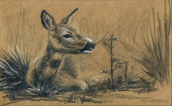 Косуля
