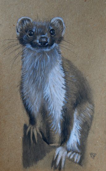 weasel