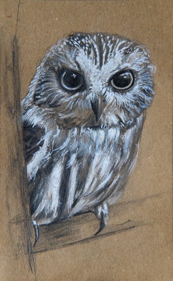 little-owl